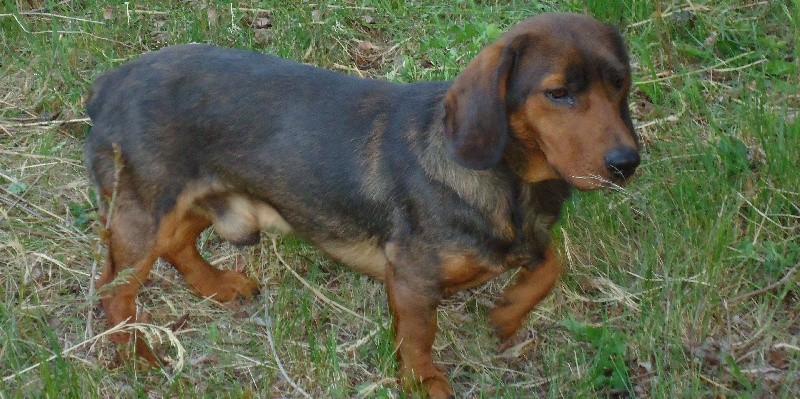 Dalton du clos des rodins