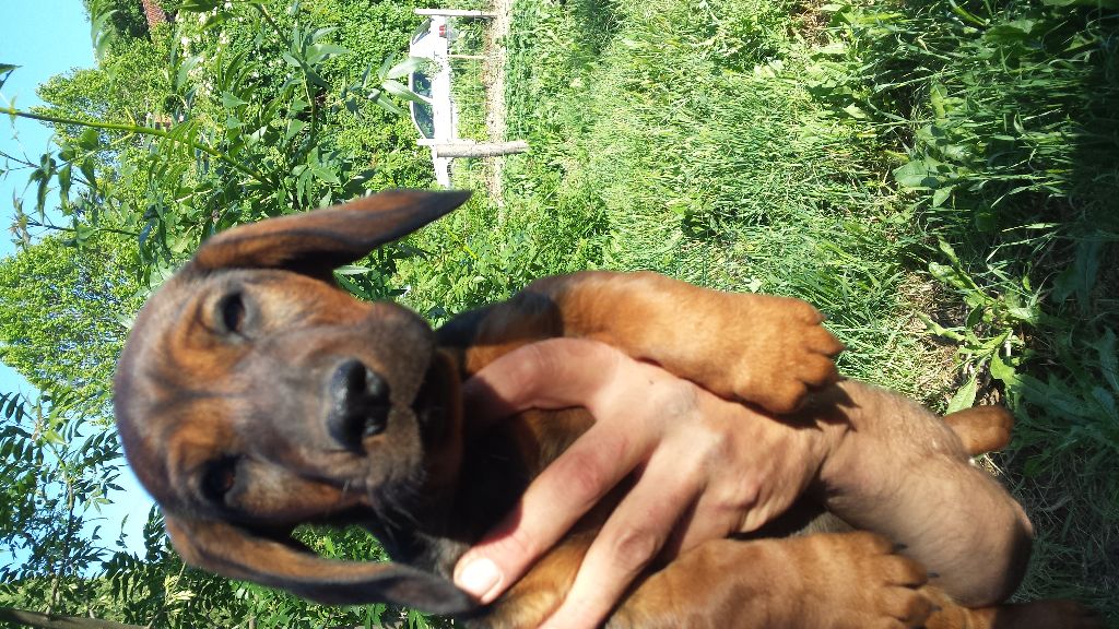 Des Laçets De Montvernier - Chiots