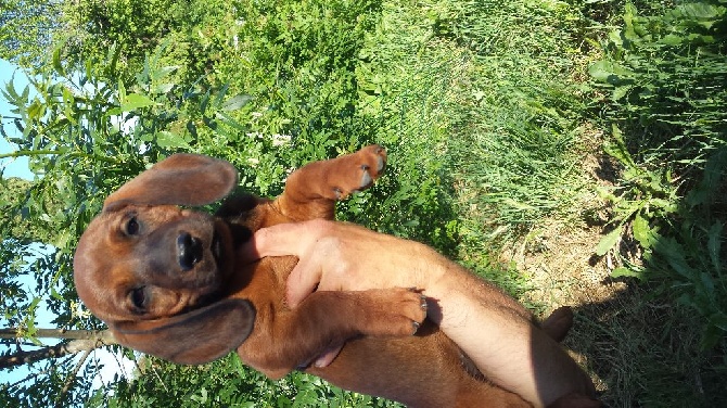 Des Laçets De Montvernier - Chiots