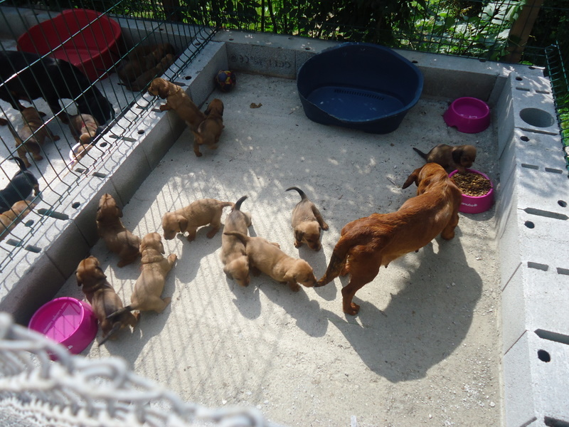 chiots 1er sortie