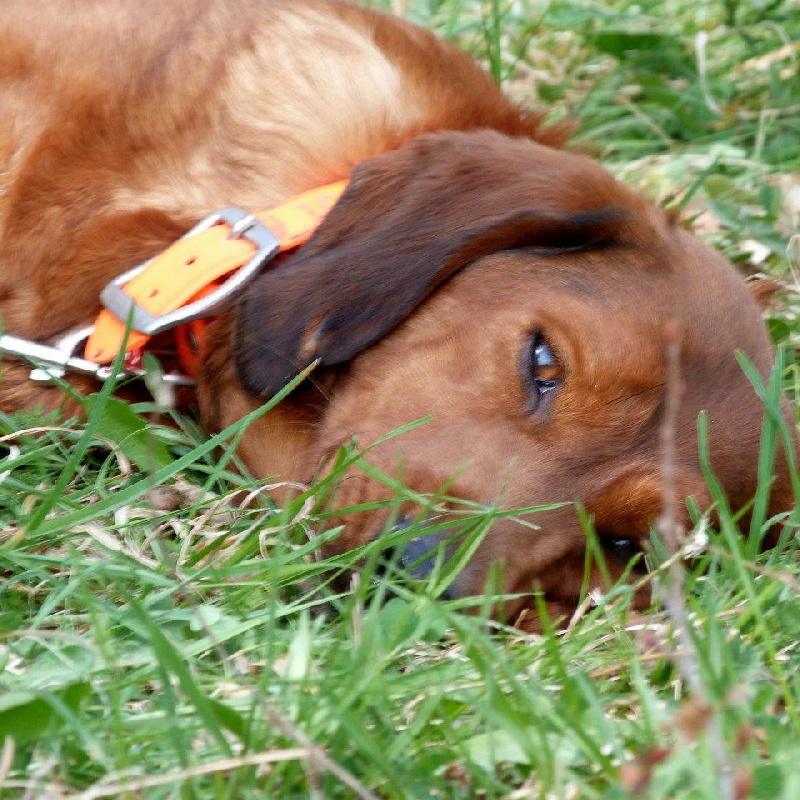 nos chien