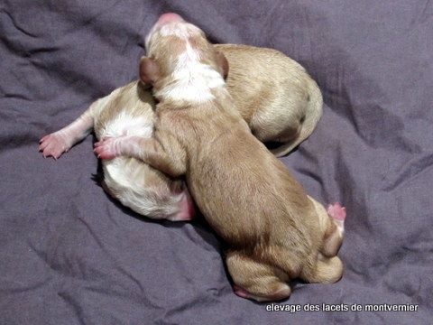 les premiers chiots née en france 2014