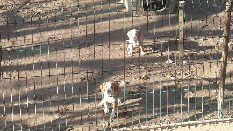 les chiots de bula le 14.02.2015