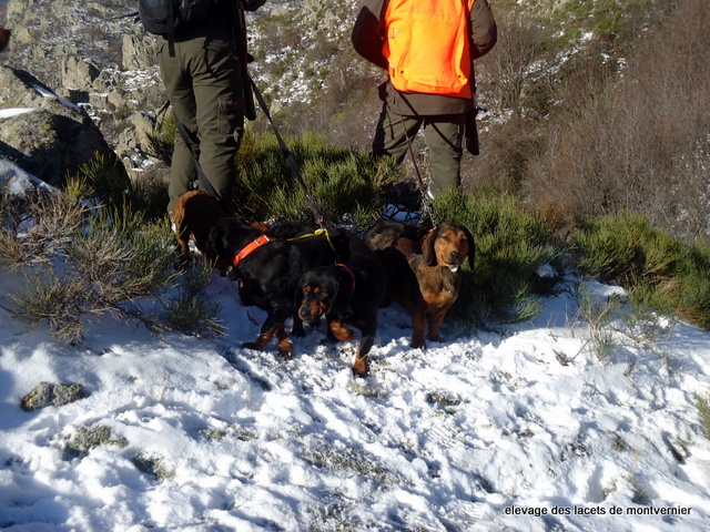 chasse a Barnas Ardèche