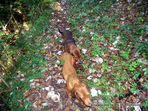 chasse a Clarafond-Arcine