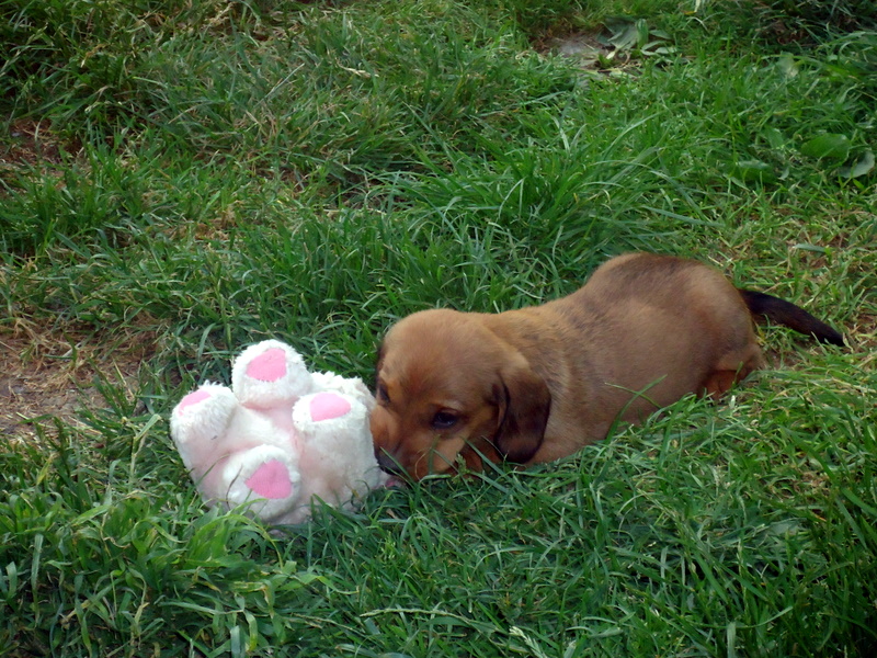 chiots dans le jardin