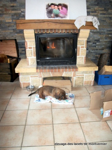 chiot dans leur nouvelle famille
