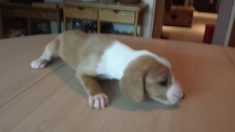 chiots de Bula a 3 semaine