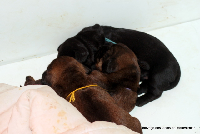 chiots Bona
