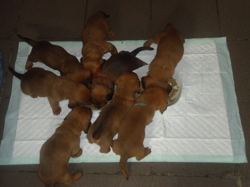 chiots