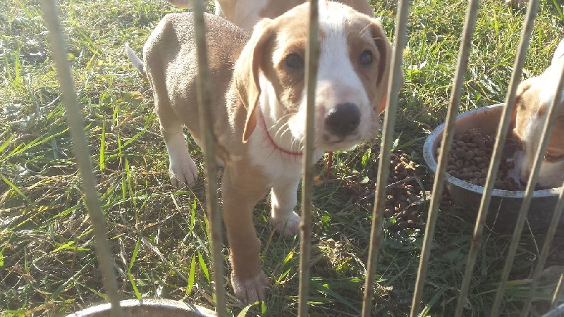 chiots bula a 1mois